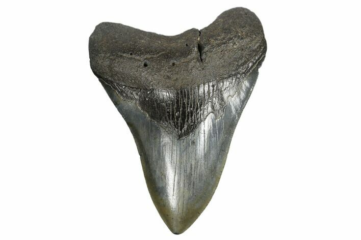 Fossil Megalodon Tooth - South Carolina #164992